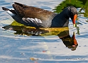 Common Moorhen_MEX6336